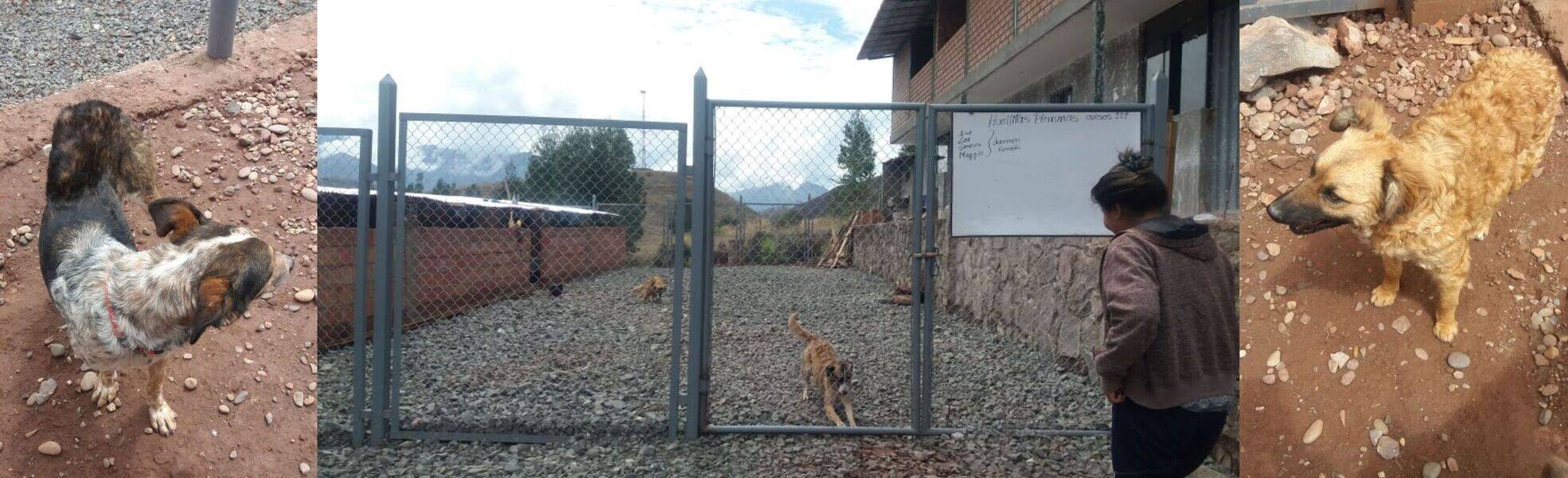 Erfahrungsbericht aus dem Straßenhunde Projekt in Cusco