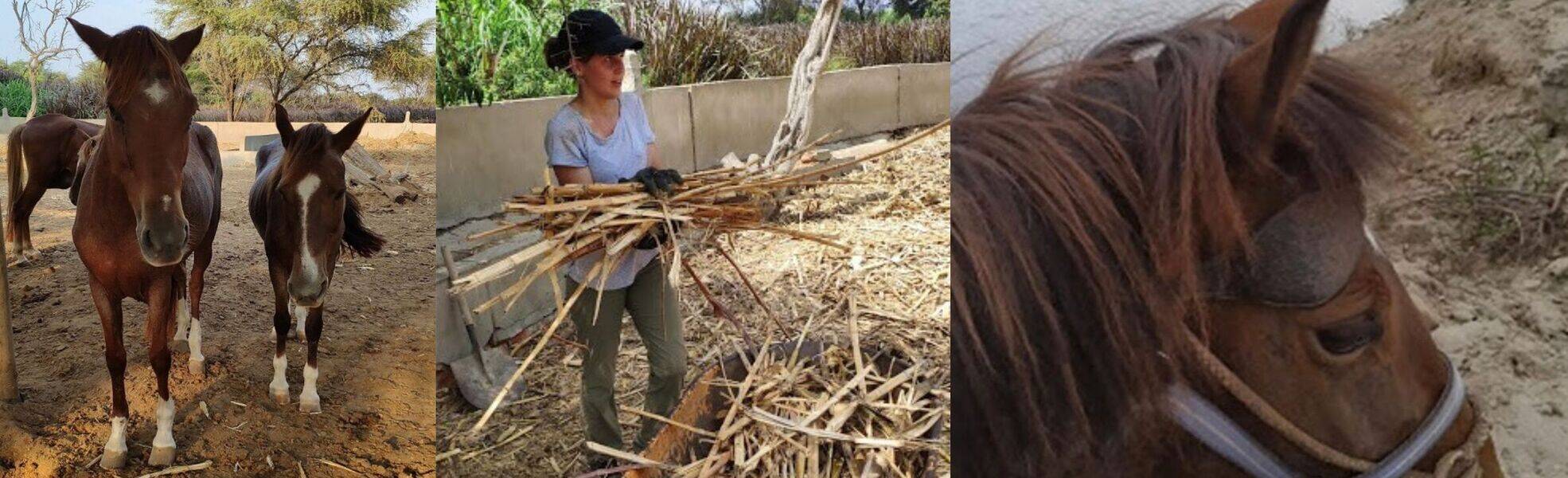 Erfahrungsbericht von der Pferdefarm in Peru