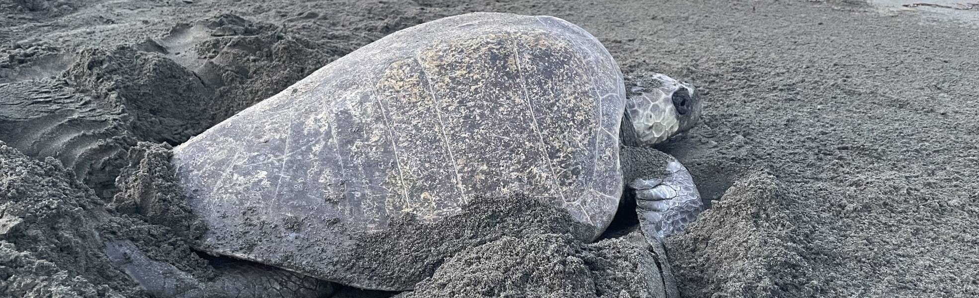 Schildkröte im Freiwilligenprojekt in Costa Rica