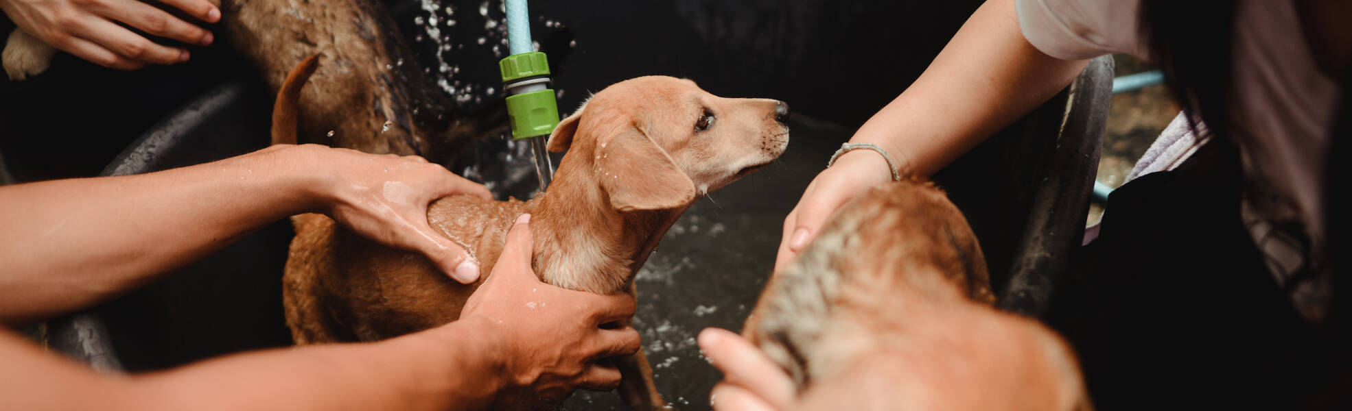 Tierheime im Ausland: Hunde werden gewaschen
