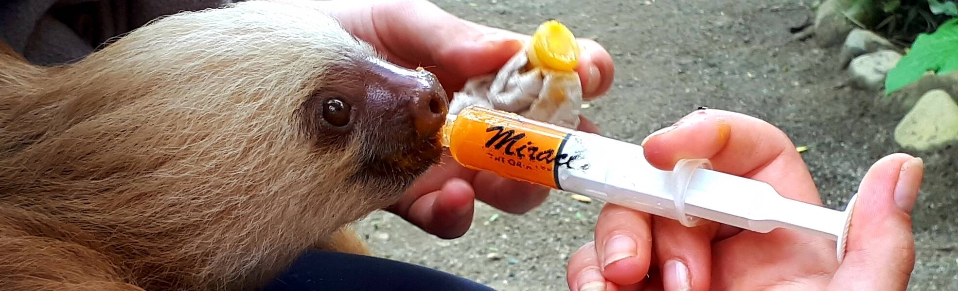 Veterinary Medicine: Feeding a Sloth in Costa Rica