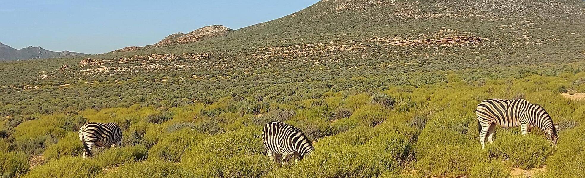 Zebras in Südafrika