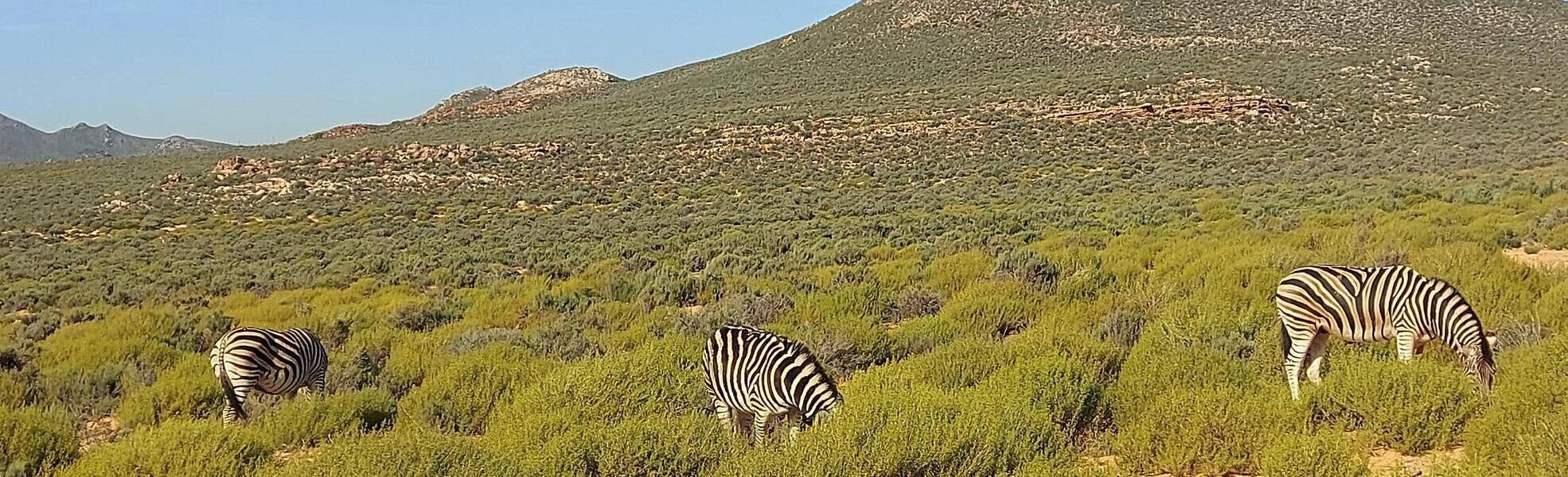 Zebras in South Africa