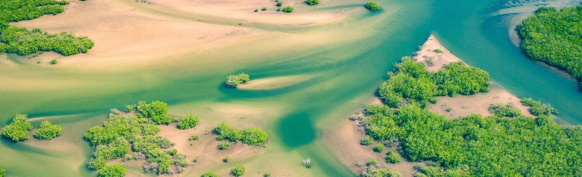 Freiwilligenarbeit im Senegal - Landschaft mit Mangroven