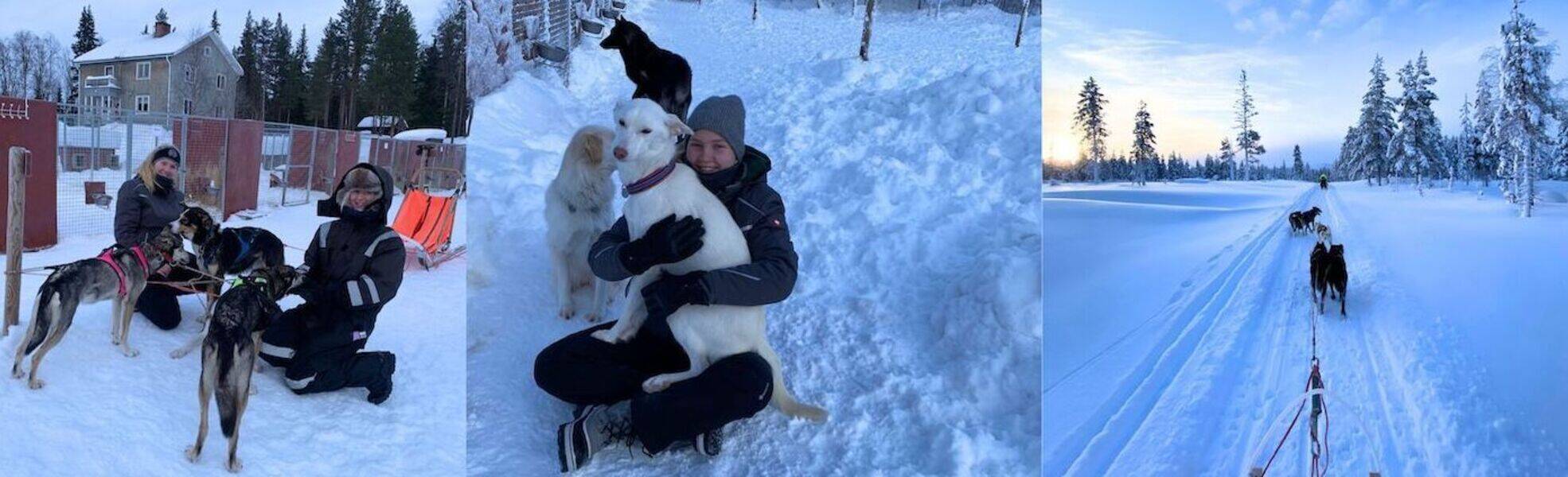 Hannah bei ihrer Freiwilligenarbeit im Husky-Projekt in Schweden