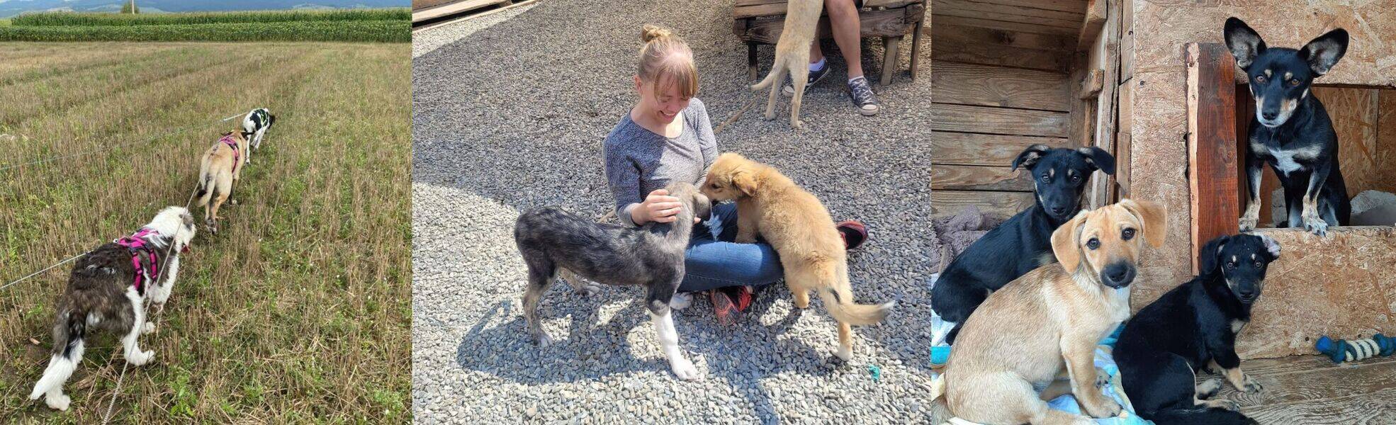 Hundeprojekt in Rumänien