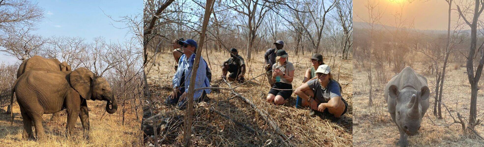 Volunteering im Wildlife Projekt in Simbabwe 