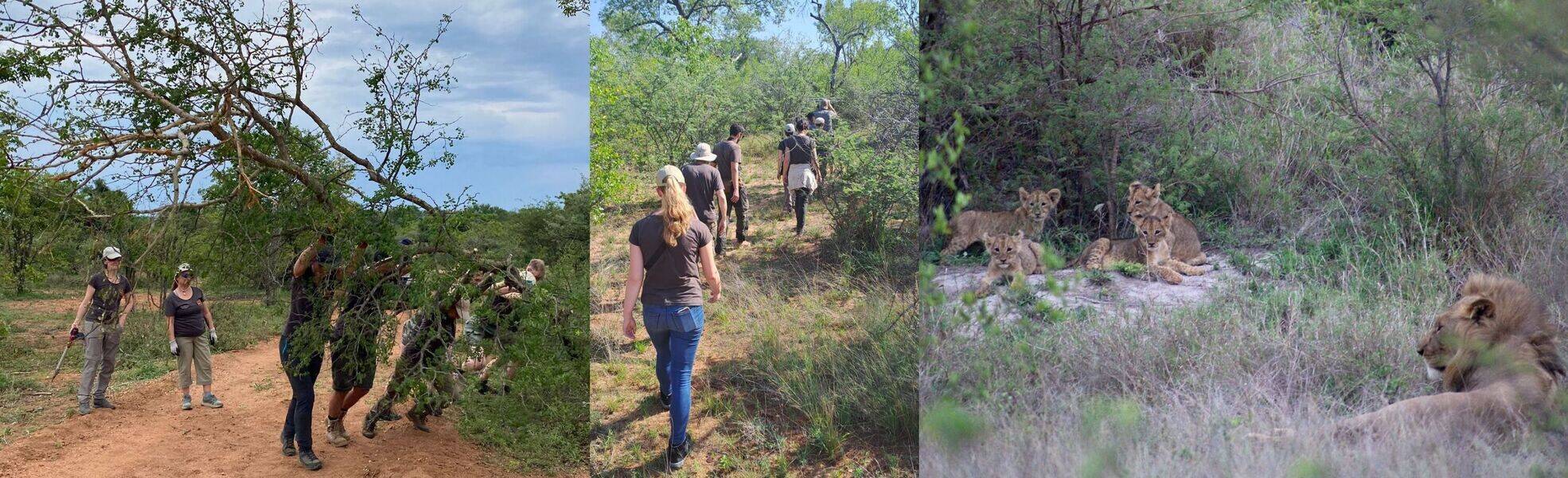 Volunteer work in the Big Five Project in South Africa