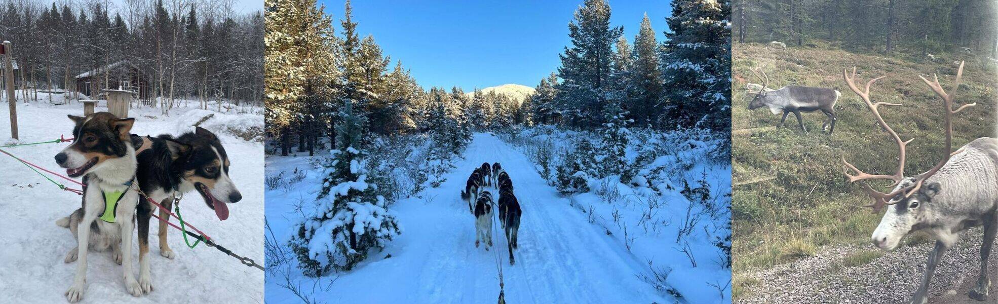 Volunteering im Husky Projekt in Schweden