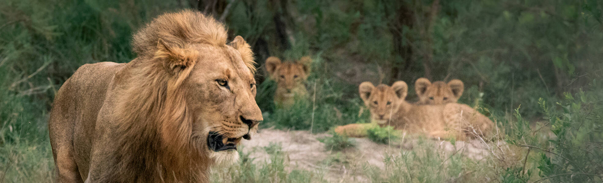 Volunteering in South Africa - Lion in Kruger National Park