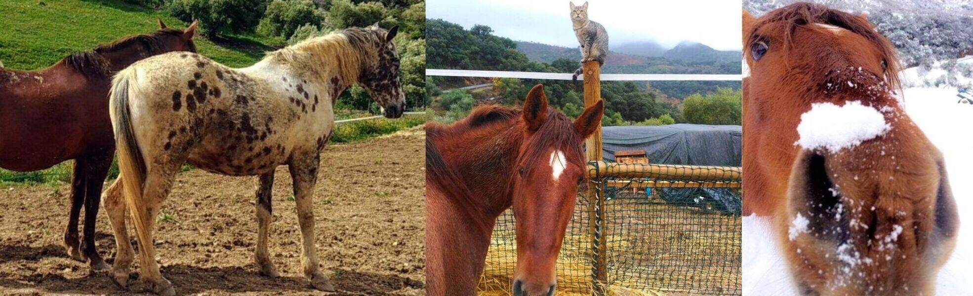Pferde aus dem Projekt