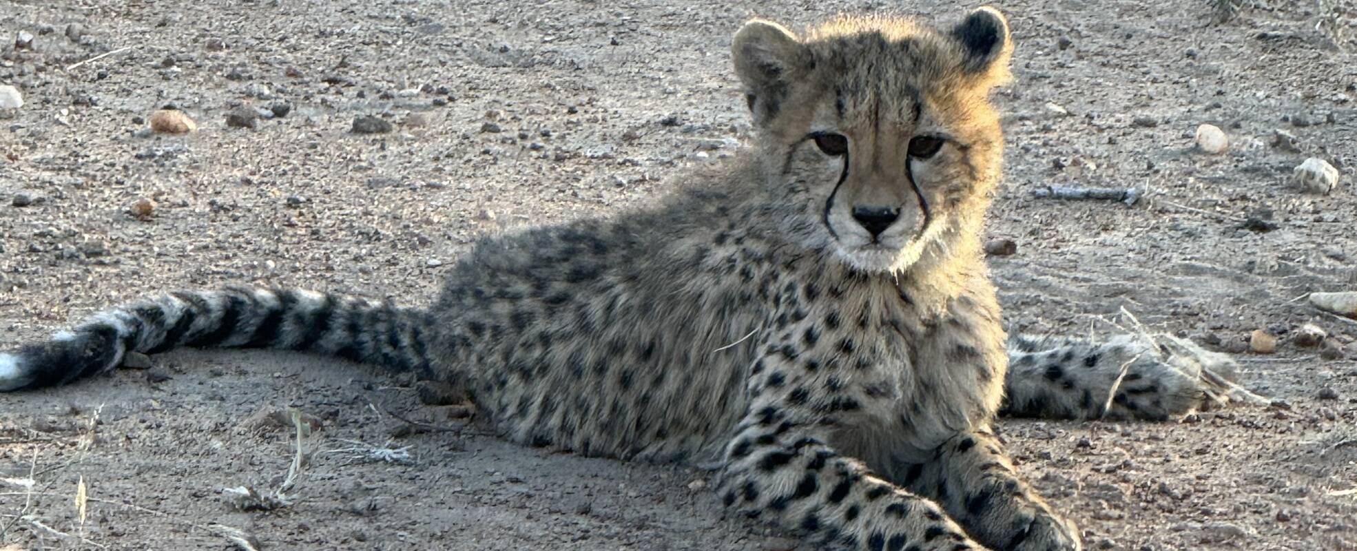 Freiwilligenarbeit in Simbabwe - Wildlife-Projekt