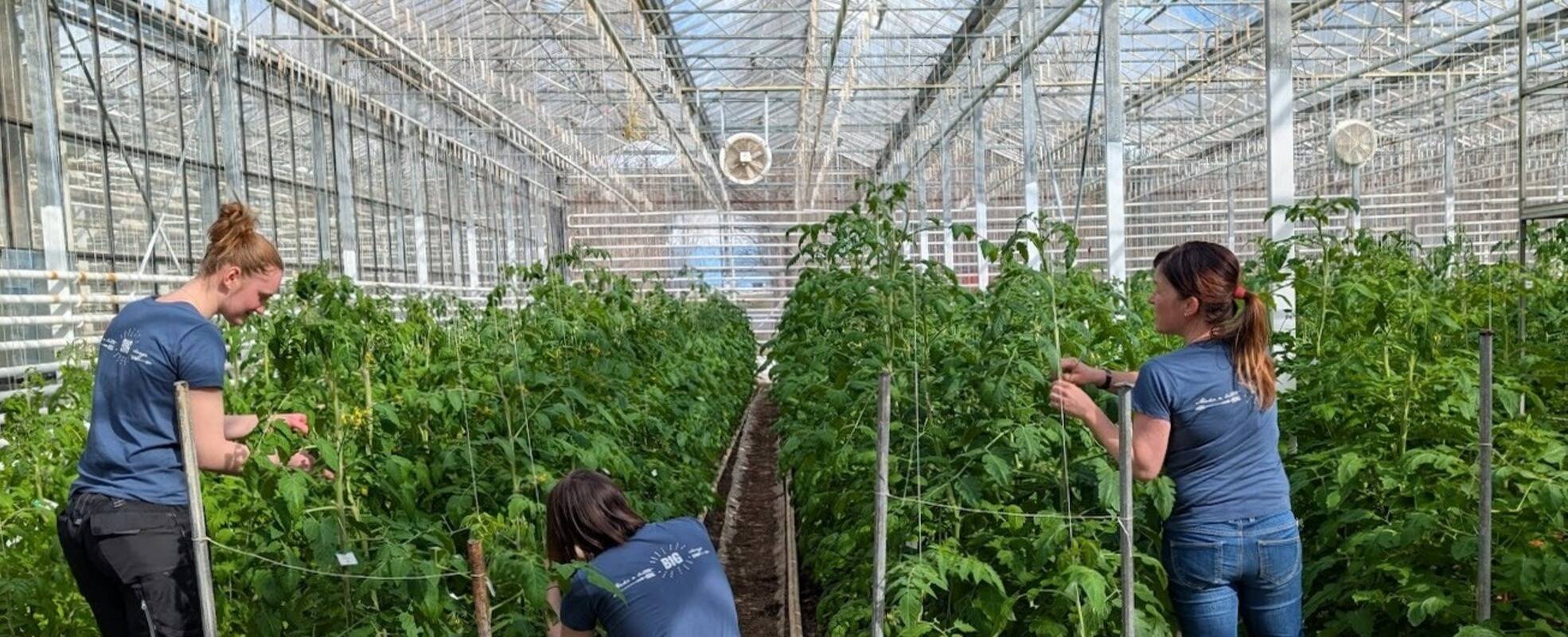 Volunteering im Eco Village in Island