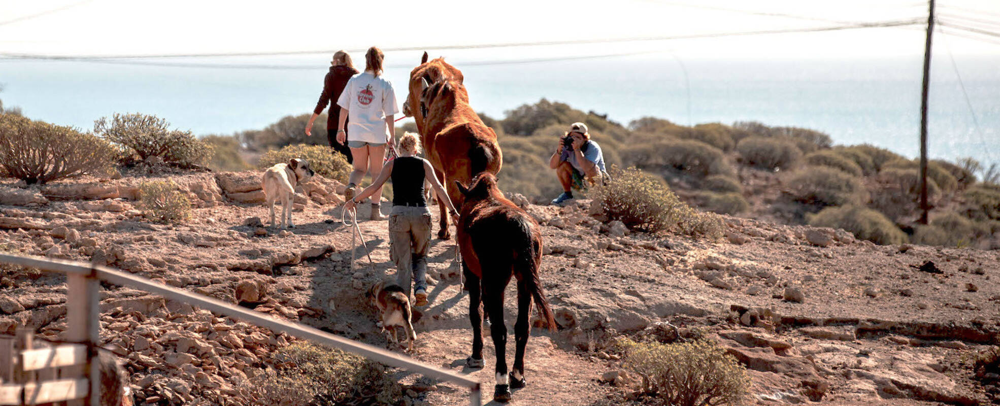 Volunteering beim Tierschutz auf Teneriffa