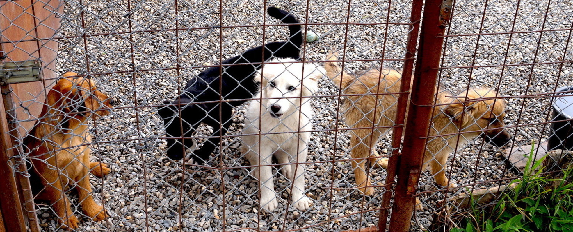 Dog Shelter in Rumänien