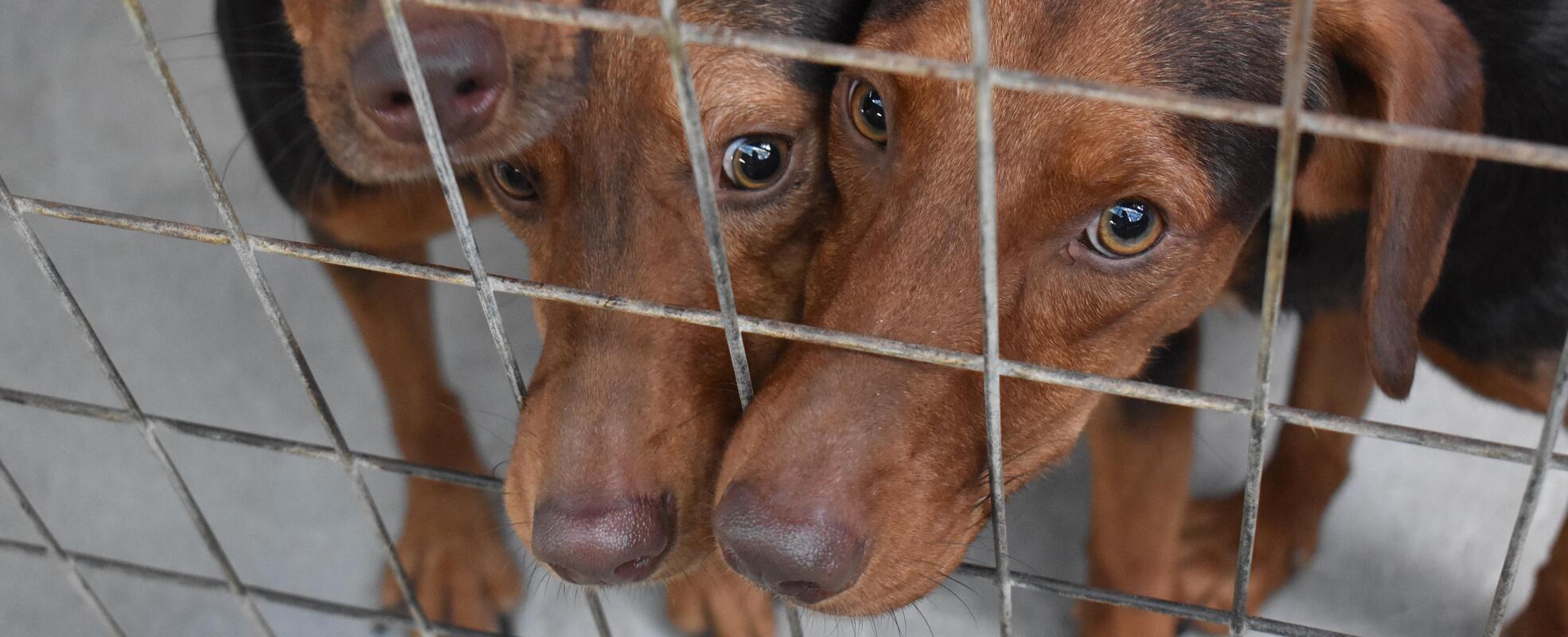 Hunde im Shelter auf Kreta 