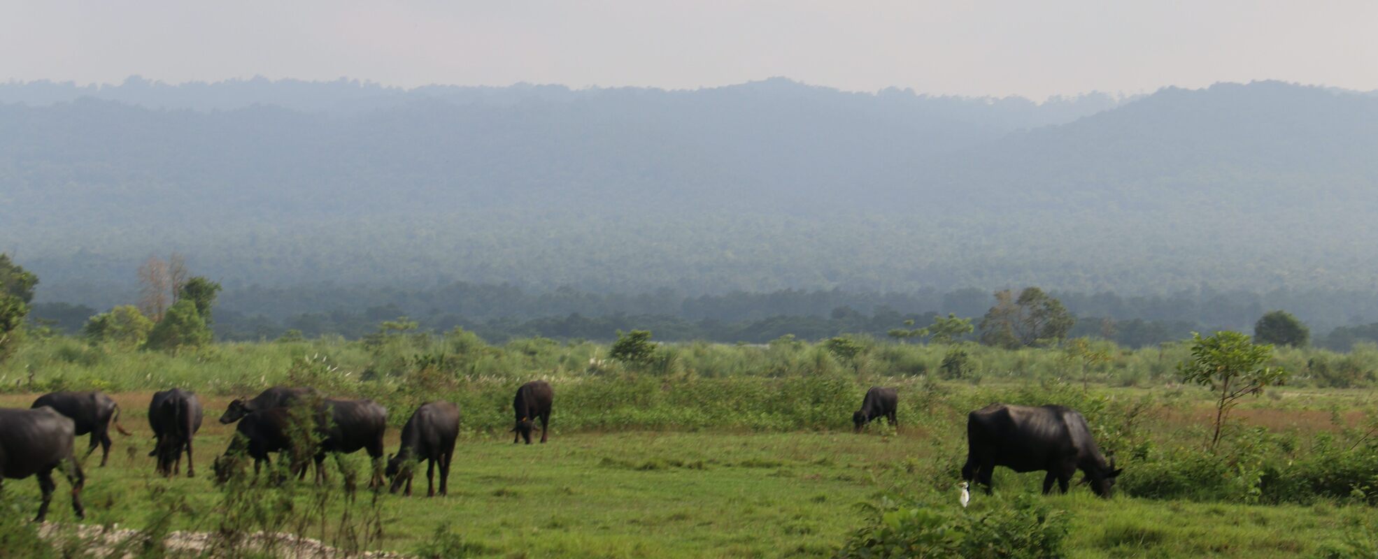 Chitwan Nationalpark
