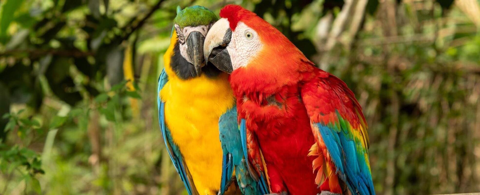 Ašaras Erfahrung in Peru