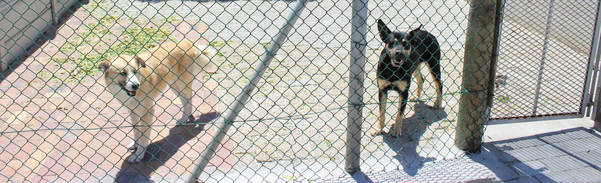 Freiwilligenarbeit Südafrika