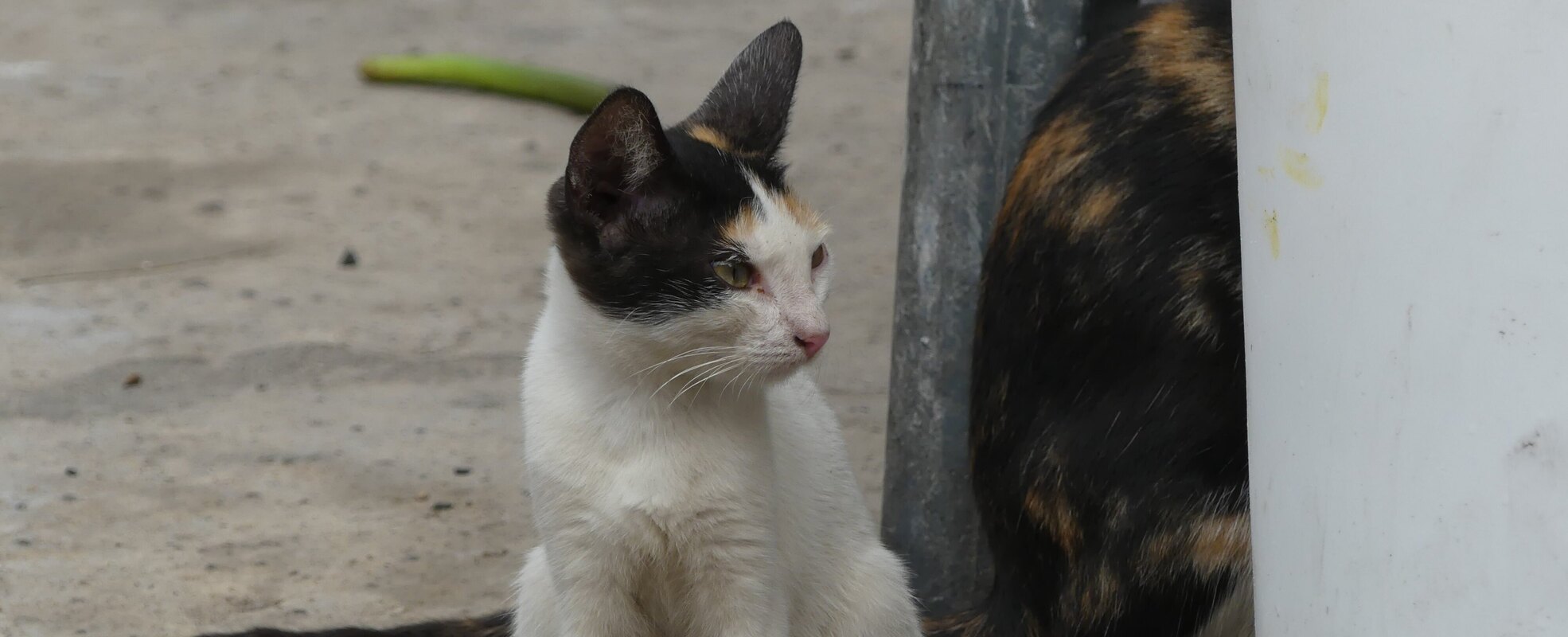 Katze auf der Straße
