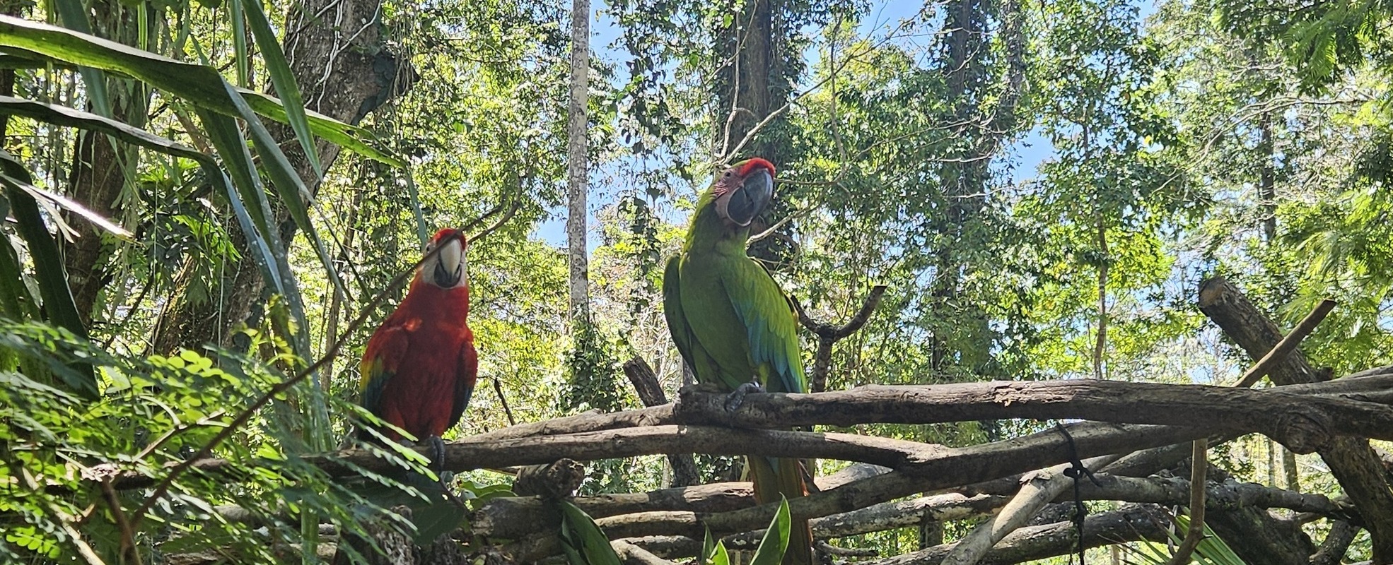 Volunteering in der Tierauffangstation in Costa Rica mit Papageien