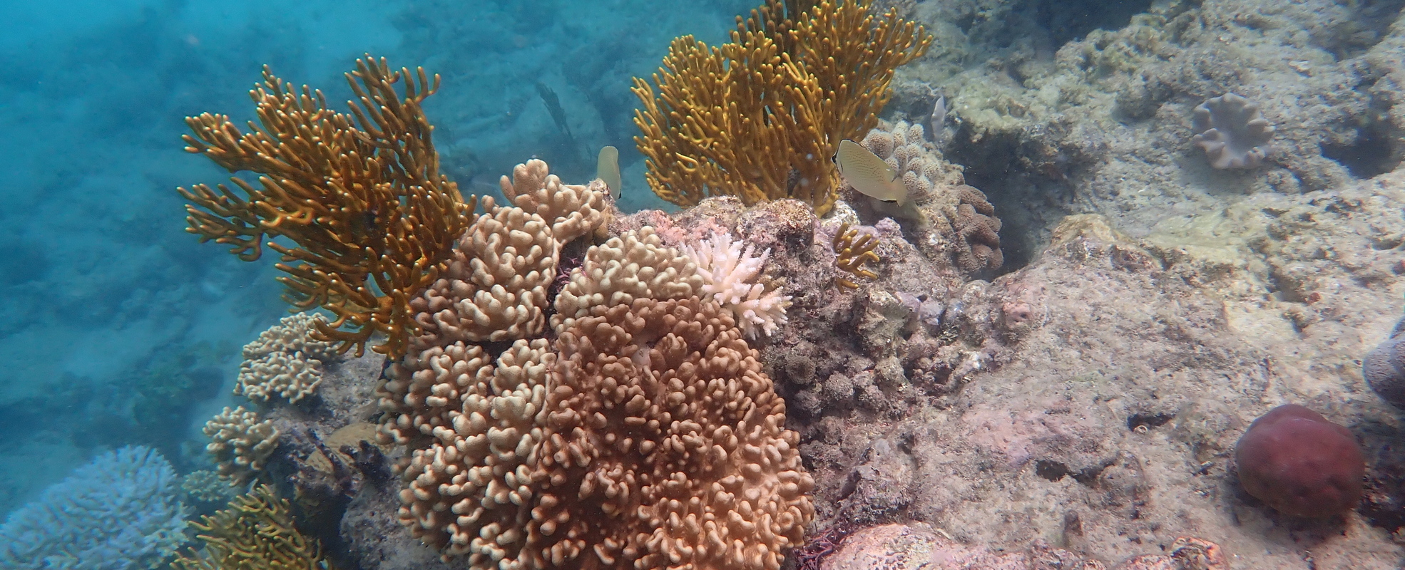 Korallen in Australien