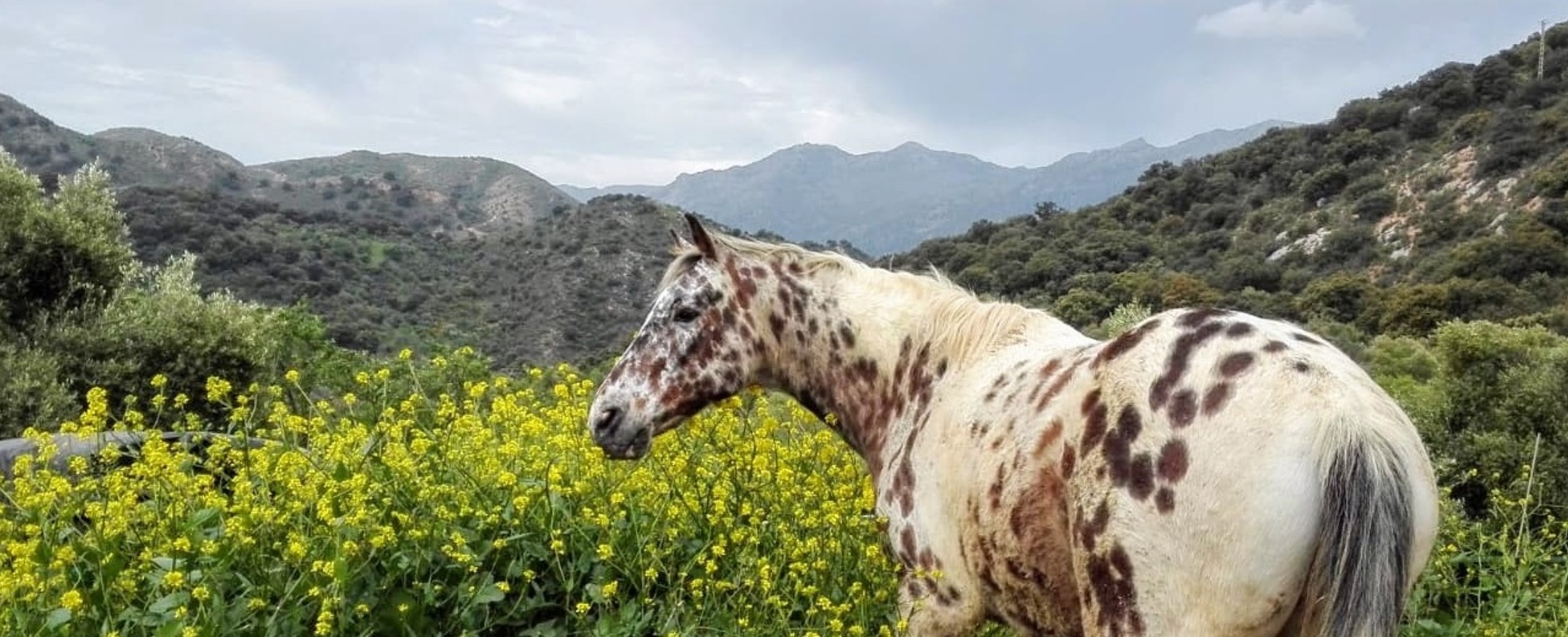 Pferd bei Ausritt in Berglandschaft von Andalusien, Spanien