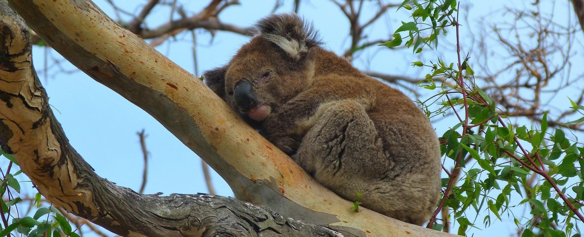 Koala in Australien auf einem Baum
