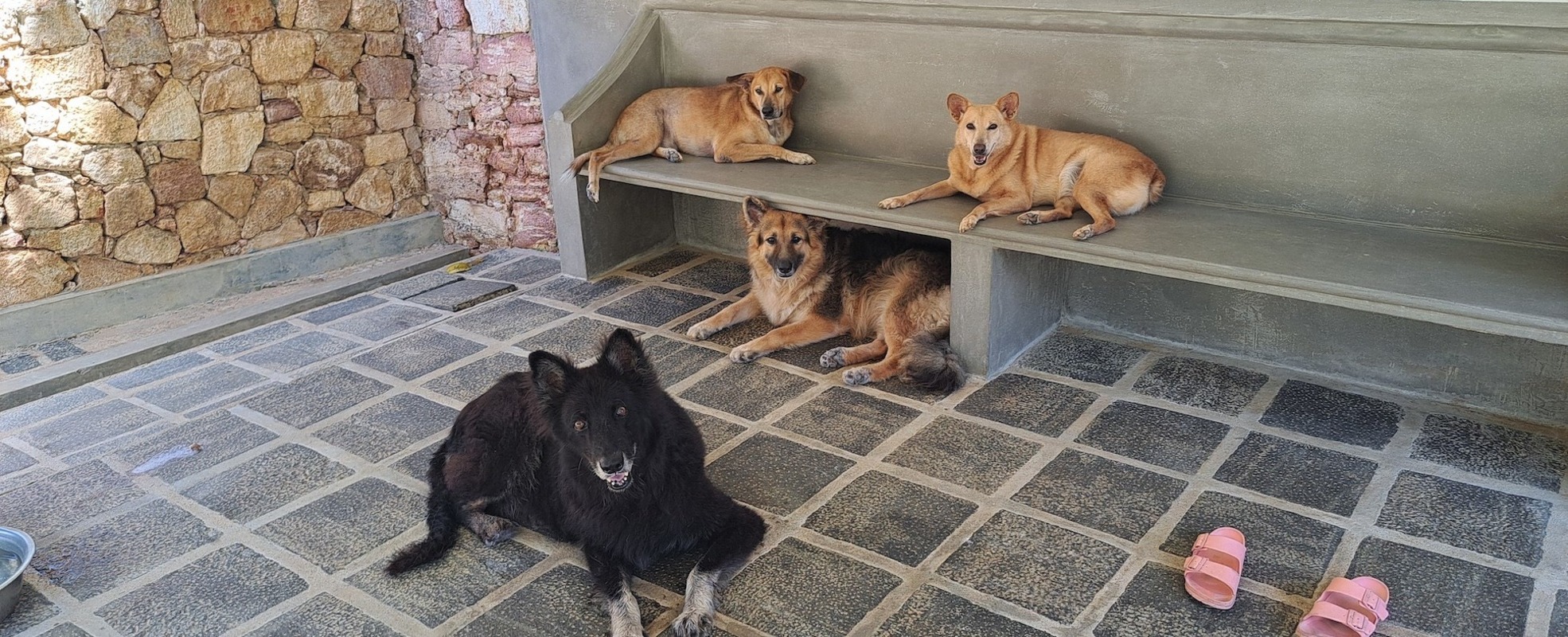 Hunde auf Sri Lanka