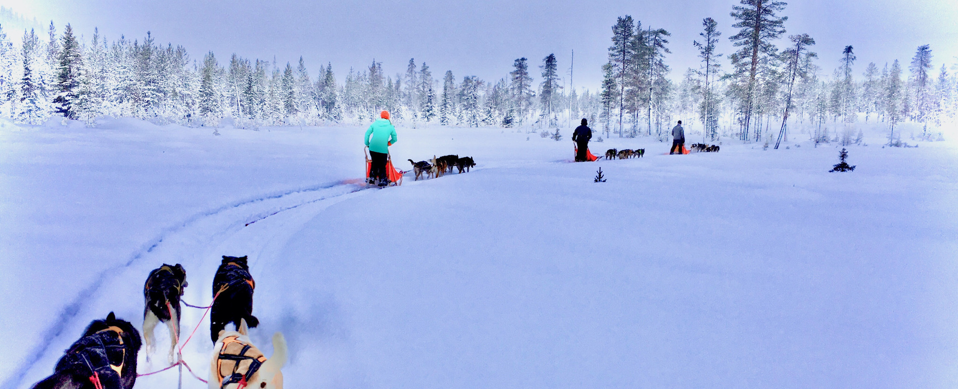 Husky Kolonne in Schweden