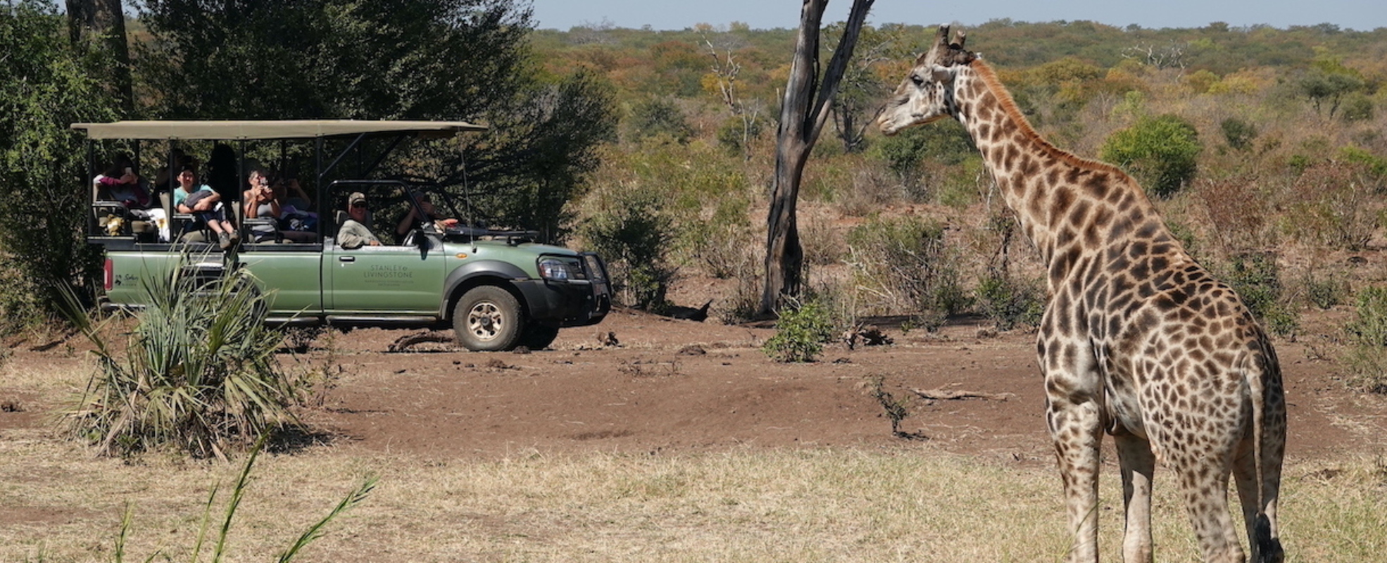 Giraffe in Simbabwe
