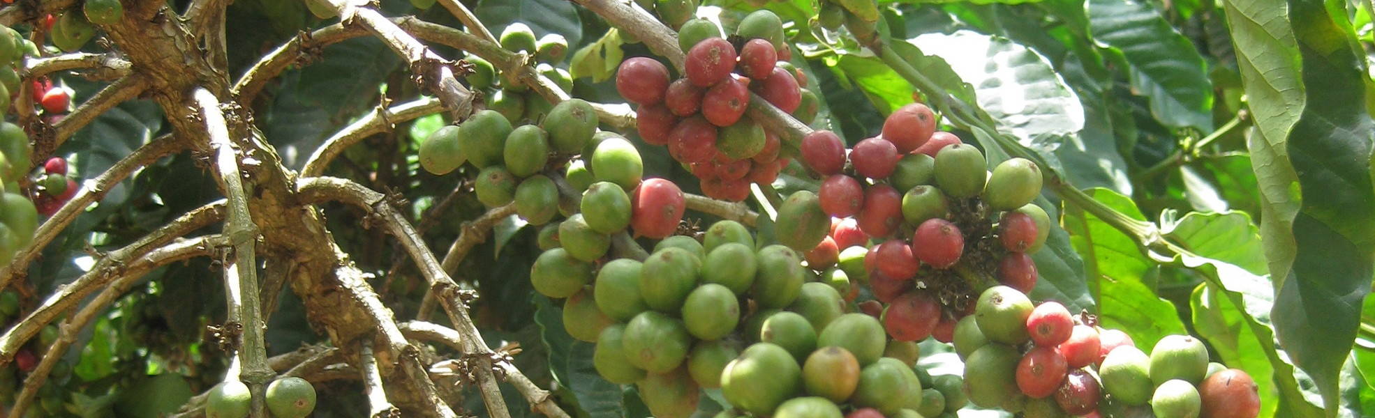 Freiwilligenarbeit Uganda