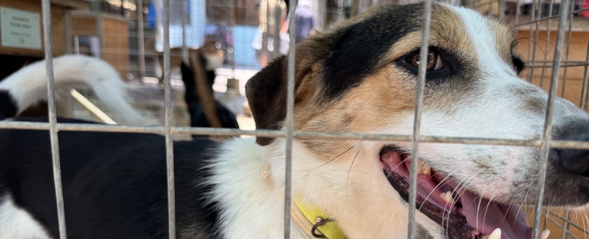 Hund im Tierheim auf Kreta