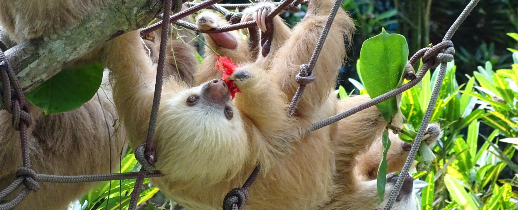 Faultier in Costa Rica