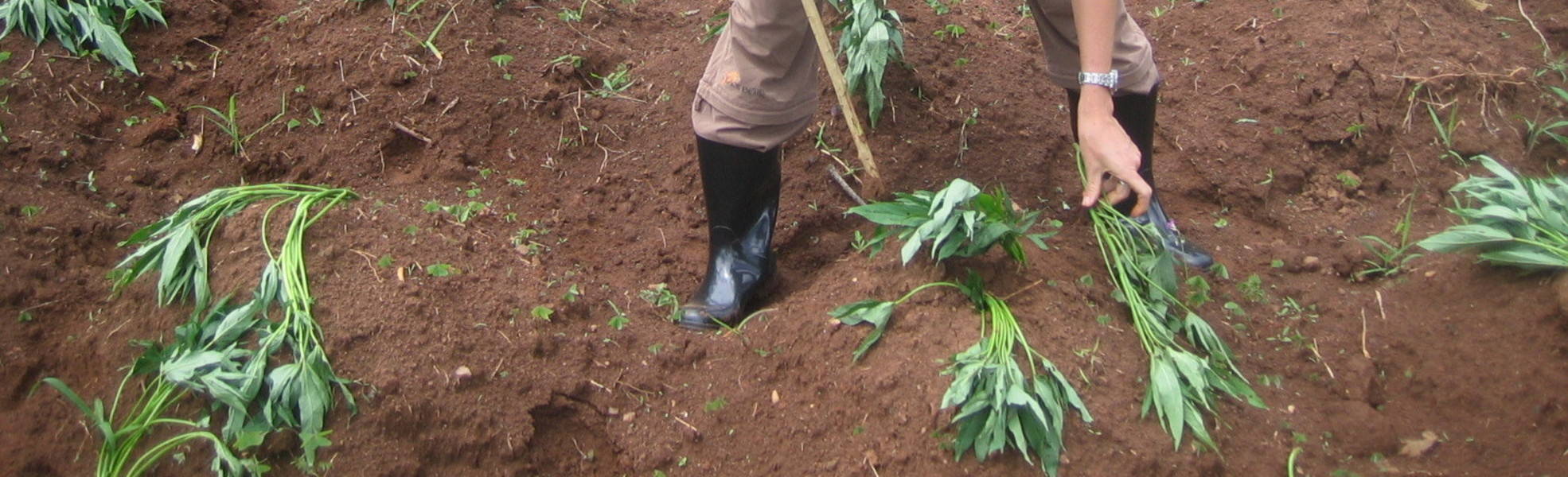 Freiwilligenarbeit Uganda