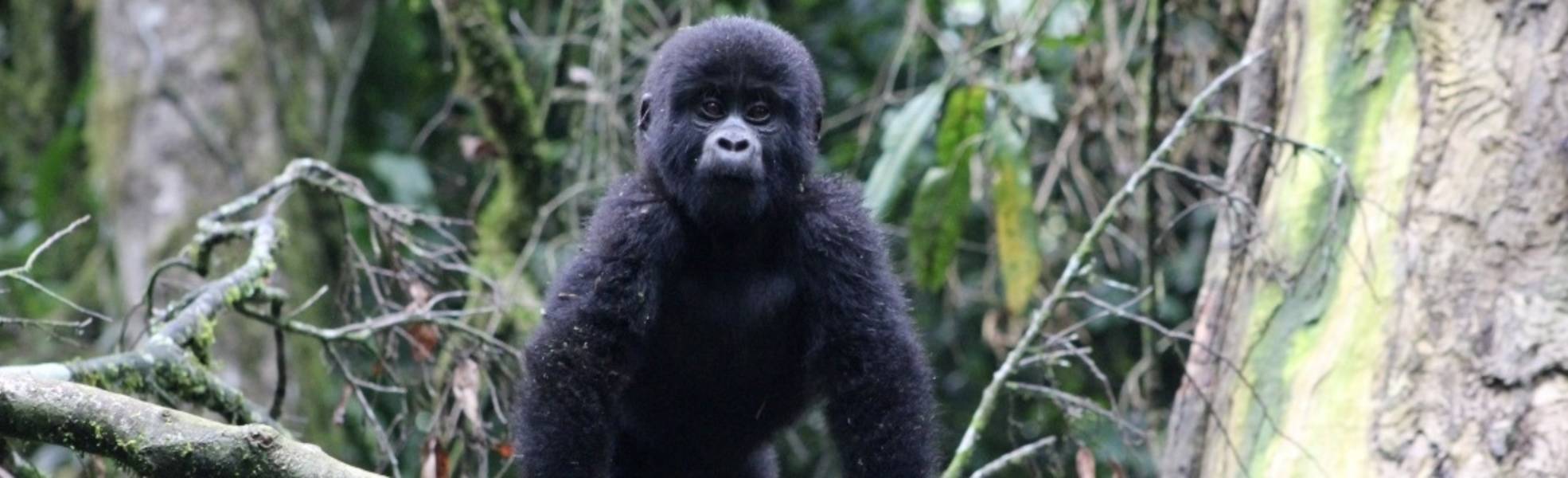 Freiwilligenarbeit Uganda