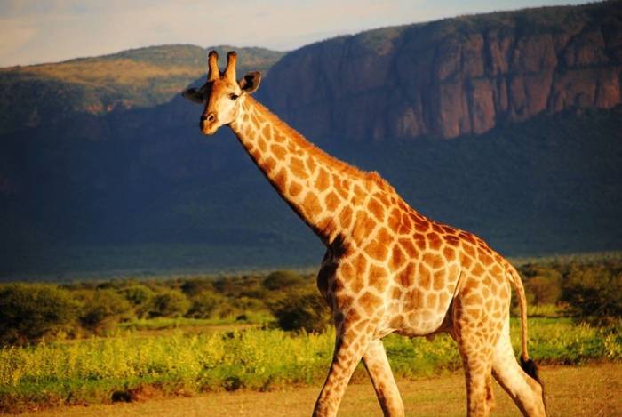 Erfahrungsbericht aus dem Wildlife-Projekt im Nationalpark in Südafrika