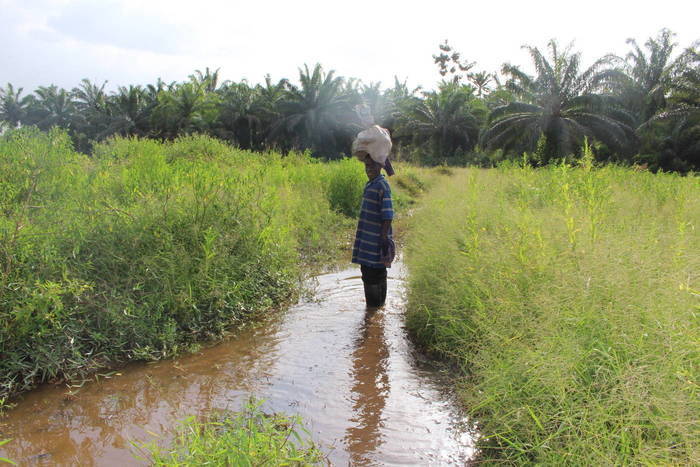 Erfahrungsbericht zur Farmarbeit in Ghana