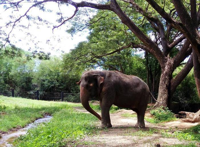 Wildtierschutz-Projekt in Thailand