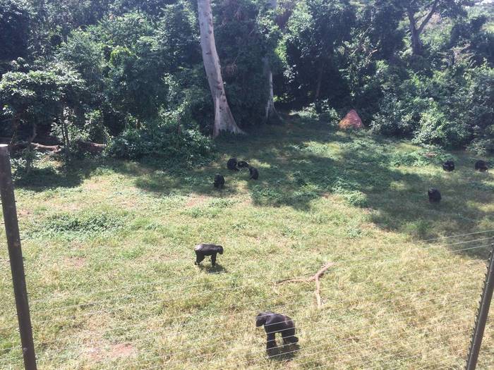 Erfahrungsbericht von Monkey Island in Uganda