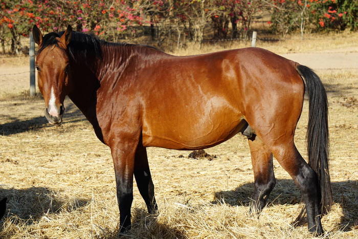 Erfahrungsbericht von einer Pferderanch in Tansania
