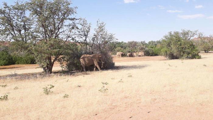 Erfahrungen von der Freiwilligenarbeit mit Elefanten 