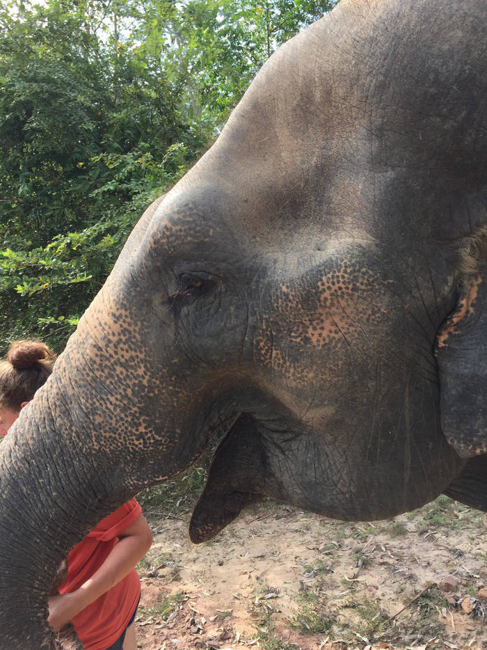 Experiences of volunteering with wildlife in Thailand