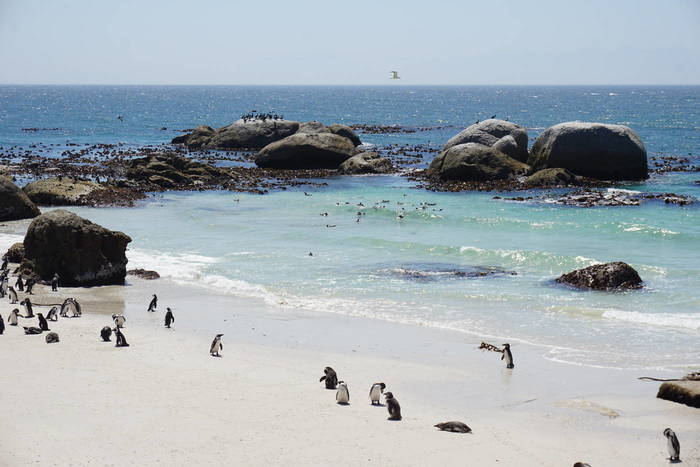 Report from the seabird project in South Africa