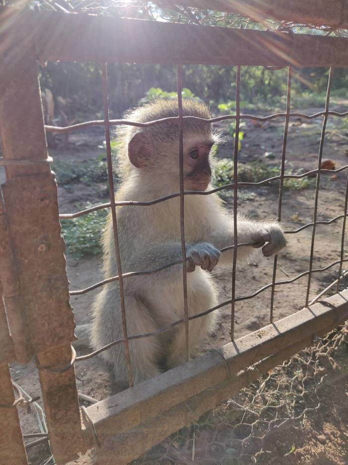 Naturschutz Affen Südafrika