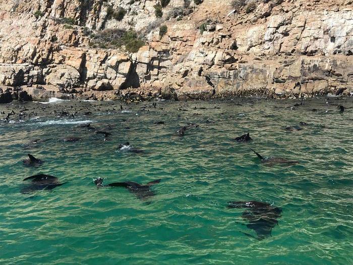 Experience report from the marine animals project in South Africa