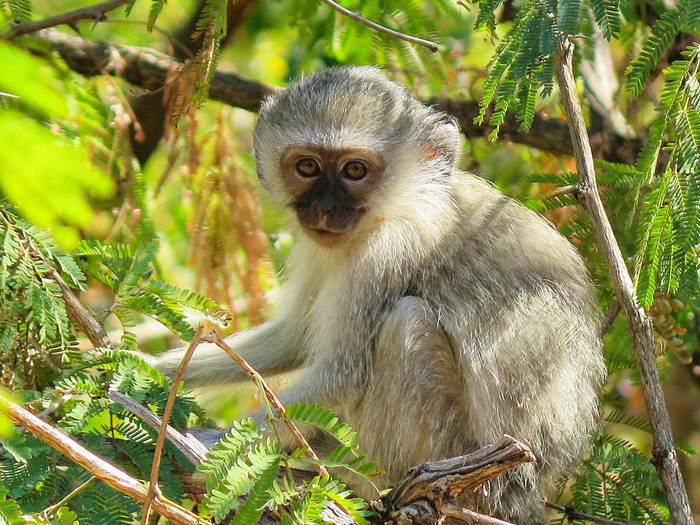 Freiwilligenarbeit im Affen-Projekt in Südafrika 
