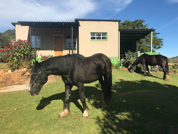 Freiwilligenarbeit auf einer Pferdefarm in Südafrika