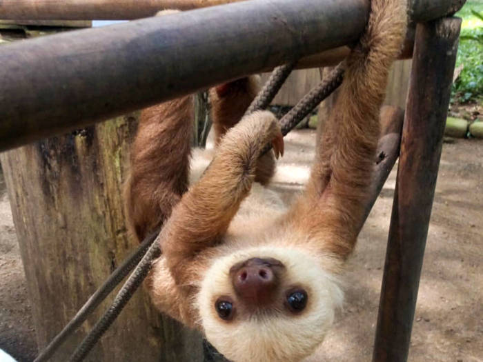 Erfahrungsbericht aus dem Tierschutzprojekt in Costa Rica