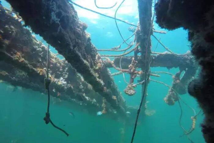Unterwasser in der Dominikanischen Republik